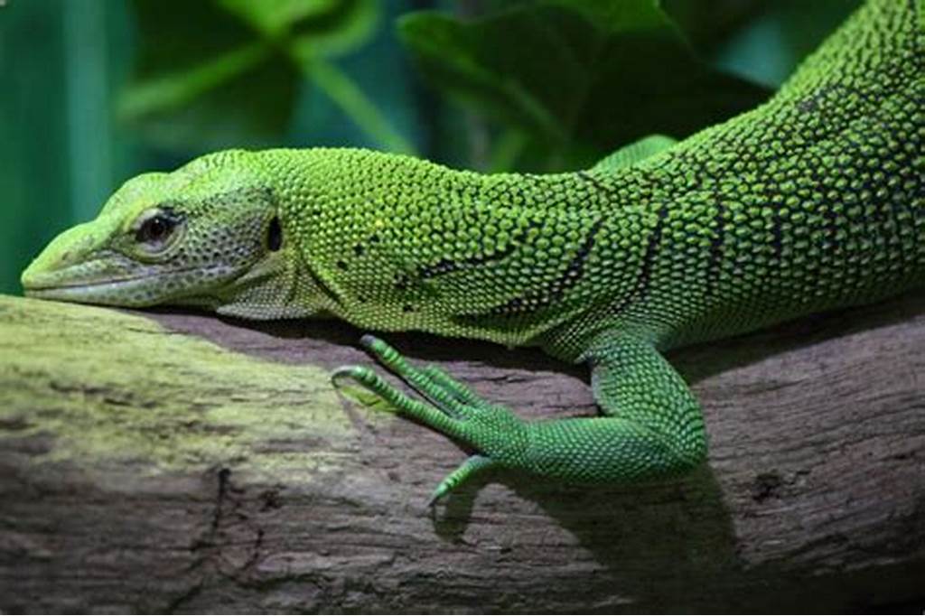 Green Tree Monitor in tree